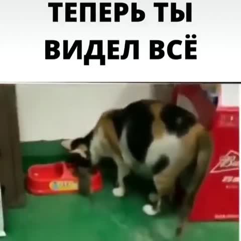 cc3573407b0685394d64ce2cc0ad1193e0c0db6b8db1f66593c53283ae0db59d_1