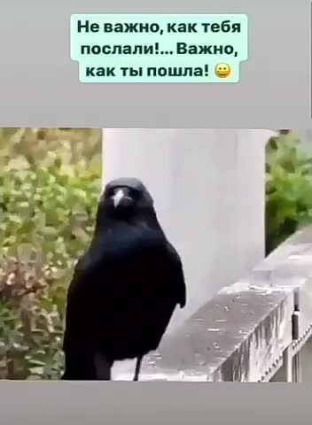 video-146ca294fb1555c39fb40cb20c458cda-V