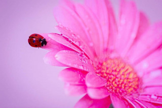 loves_united_flora-___CPTJ7EbsWZE___-