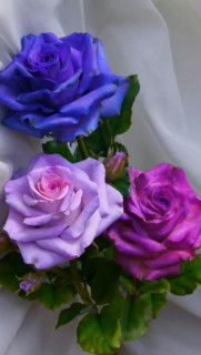 33570_bfe45d9fa37e32edaa5bd1f1a2446ba9