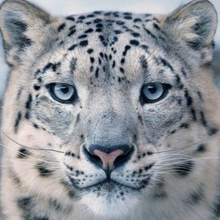 Б