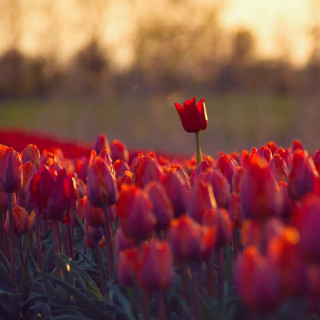 charming_nature__-___CPk5VLzgW_h___-