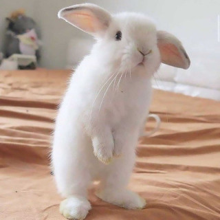 thebunnyvibe-___CP3LuKKqaV3___-