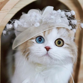 baby_cats20-___CPs-qTgp7Yg___-