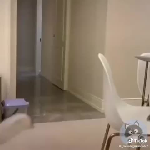 _Юмор_Кошек_