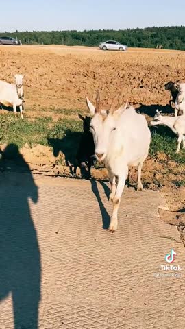 36603444ee2a39abe5217c4578b3a24e