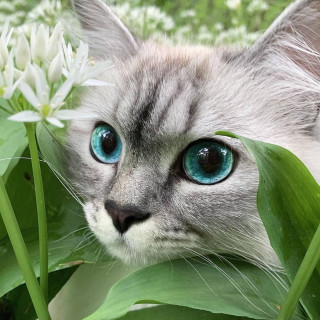 cute_catsloverr-___CQYc8yYpLr4___-