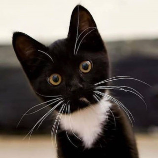 catsareelife-___CQYVGRfJL7e___-