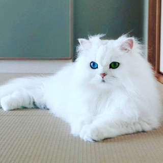 cute_catsloverr-___CQd-Z0-pdyN___-