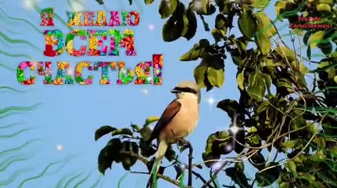 videootkrytka_s_dobrym_utrom-_im