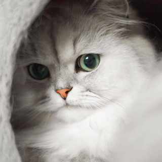 catsfraction-___CQlvoPfrHQs___-