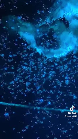 c33c5e8b5bad21d74f7b4de6a1e8f606