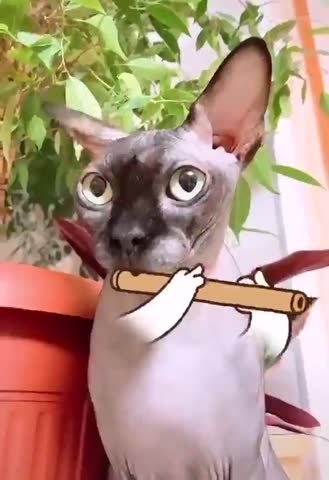 Кот_на_флейте