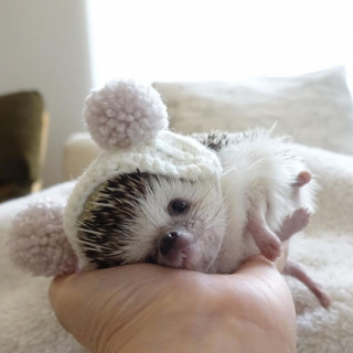 radotink_hedgehog-___CQuRtWZlSDa___-2
