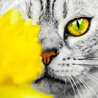like_cats_2020-___CQtO6snJ-54___-