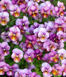 naturebyheidirosholt-___CQvvvJQspiV___-