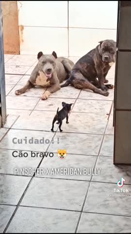 video-f1d520c3bfd24160dc8a27aba2f7db50-V