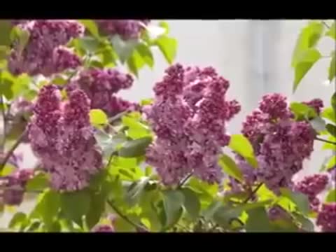 Шопен__Мелодия_Рая240P