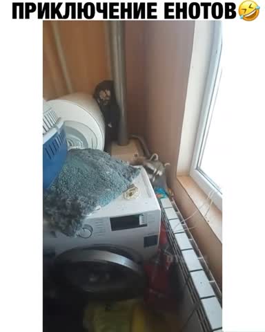 Енота_передумал_заводить__Заведу_Бегемота___спасибо_2017elena_hictova