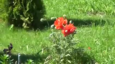 Дачное_место___Музыка_Сергея_Чекалина__Country_place__Music_by_Sergei_Chekalin240P