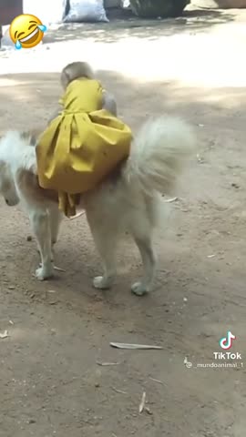 4d8973dab11f71f8cfadf0ceeaba5c81