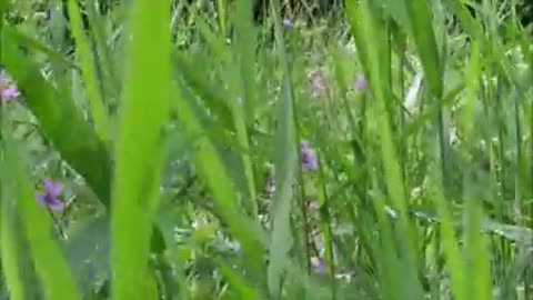 Сердце_трепещет_от_нежности_и_любви__Очень_красивая_музыка__Лучшие_Новинки240P