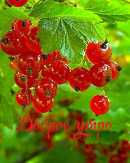 sychevaliubov9385-___CRdYY95sy4____-