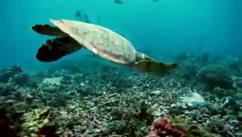 Vangelis-La_Petite_Fille_De_La_Mer-_im