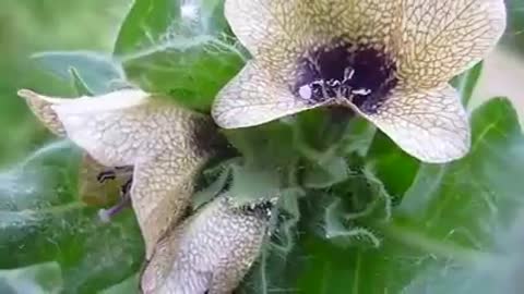 антистресс