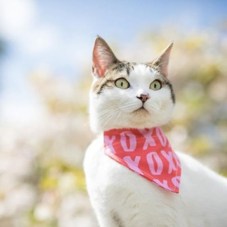 kittens_union-___COxgCafJMhg___-