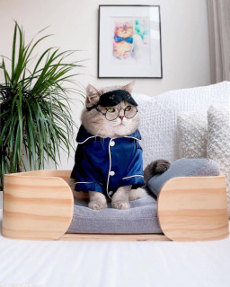 cutestkittenvibes-___CR3PvDnp0ic___-6