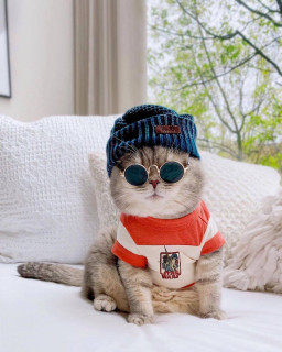 cutestkittenvibes-___CR3PvDnp0ic___-5