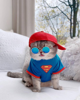 cutestkittenvibes-___CR3PvDnp0ic___-4