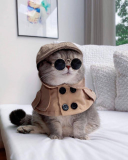 cutestkittenvibes-___CR3PvDnp0ic___-1