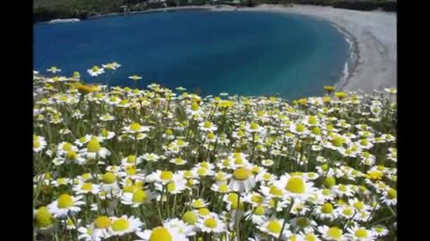 ромашки_для_тебя_