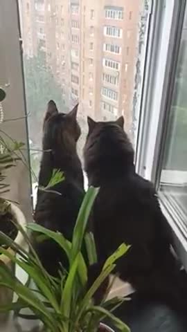 Video_42042480996408161