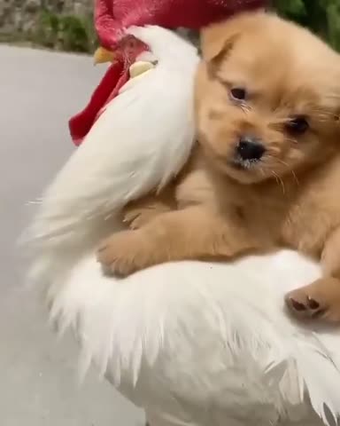 ?Автор_видео___неизвестен