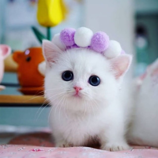animalx-___CR_nKTshU5q___-