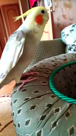 Геруня