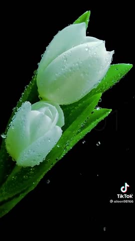 9592111066844e814fadbd3b1c8ec123