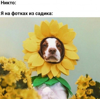 sobakenmem-___CScMbhBsi-D___-