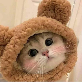 catsareelife-___CSjZazYK6e9___-4