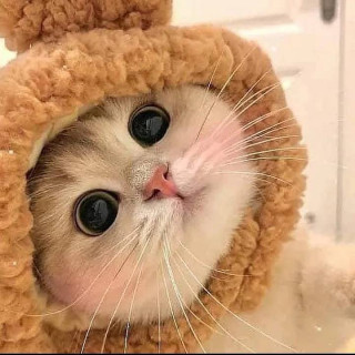 catsareelife-___CSjZazYK6e9___-2