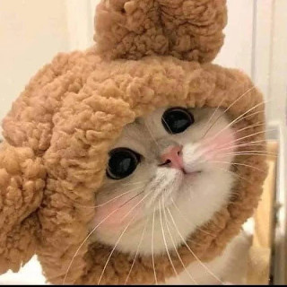 catsareelife-___CSjZazYK6e9___-3