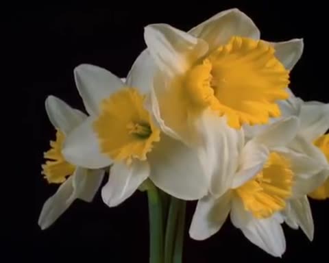 _____ЦВЕТЫ_МОЕГО_СЕРДЦА_____