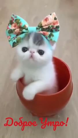 Доброе_утро