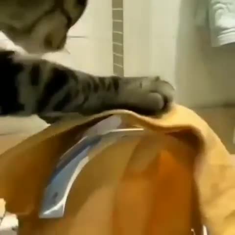 cat_lover061-___CThd-fhJUvo___-