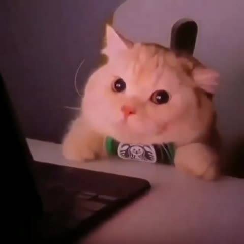 funny_cats_club-___CTjw7GgJ8SU___-
