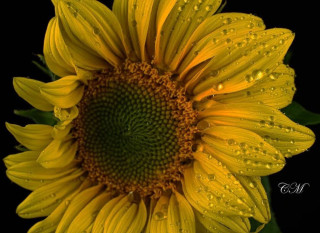 loves_united_flora-___CTeTtvjsYce___-