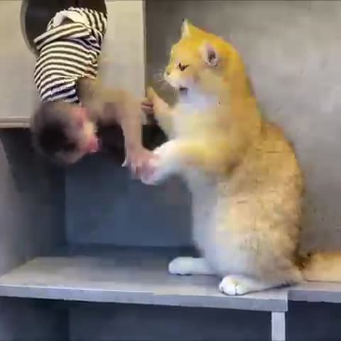 video-49f23b6ece2ff76f1e7689914e8ff8cc-V